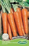 Germisem Berlikumer 2 Semillas de Zanahoria 10 g (EC9018) Foto, éxito de ventas 2024-2023 nuevo, mejor precio 2,21 € revisión