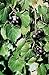 Foto Vitis rotundifolia PURPLE Muscadine Traubenkernen! neu Bestseller 2024-2023