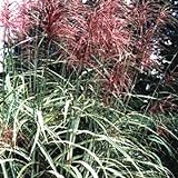 10 RED MAIDEN GRASS Miscanthus Sinensis Plumes Ornamental Flower SeedsComb S/H Photo, bestseller 2024-2023 new, best price $3.00 review