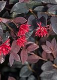Red Diamond Loropetalum (2 Gallon) Flowering Evergreen Shrub with Purple Foliage - Full Sun to Part Shade Live Outdoor Plant - Southern Living Plants Photo, bestseller 2024-2023 new, best price $36.98 review