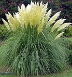 Fresh Seeds - White Pampas Grass Seeds, Heirloom Ornamental Grass Seeds, Feathery Blooms 50ct Photo, bestseller 2024-2023 new, best price $9.00 ($0.18 / Count) review