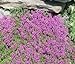 Photo Thyme Creeping Thyme Bulk 15,000 Seeds Great Garden Herb by Seed Kingdom new bestseller 2024-2023