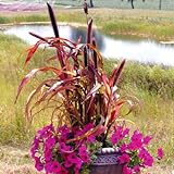 Ornamental Millet Jester Seeds - UNTREATED - F1 - (Hybrid Seeds Bred for Beauty and-or Heartiness) Seeds - UNTREATED - 100 Seeds Photo, bestseller 2024-2023 new, best price $21.99 ($0.22 / Count) review