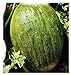 Foto Semillas de melón valenciano temperano - verduras - cucumis melo - 90 semillas aproximadamente - las mejores semillas de plantas - flores - frutas raras - melones valencianos - idea de regalo original nuevo éxito de ventas 2024-2023