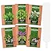 Photo 6 Mint Seeds Garden Pack - Mountain Mint, Spearmint, Peppermint, Wild Mint, Anise Hyssop, and Common Mint | Quality Herb Seed Variety for Planting Indoor or Outdoor | Make Your Own Herbal (6 Mint) new bestseller 2024-2023