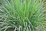 Lemongrass Seeds - 100 Seeds - Easy to Grow Herb - Ships from Iowa, Made in USA - Grow Lemon Grass Photo, bestseller 2024-2023 new, best price $7.48 ($0.07 / Count) review