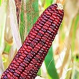 TomorrowSeeds - Bloody Butcher Red Corn Seeds - 30+ Count Packet - Jimmy Red Moonshine Sweet Dent Indian Ornamental Maize Glass Gem Photo, bestseller 2024-2023 new, best price $3.80 ($0.13 / Count) review
