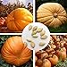Foto Kürbiskerne, Kürbiskerne 20Pcs Köstliches Non-GMO Compact Riesen Süße Gemüsesamen für Ideal Outdoor-Garten Geschenk neu Bestseller 2024-2023