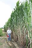 Elephant Grass Seeds - 100 Seeds - Tallest Grass in The World - Ships from Iowa, Made in USA Photo, bestseller 2024-2023 new, best price $7.98 ($0.08 / Count) review