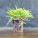 Zoysia Plugs - 50 Full & Lush Grass Plugs | Mature Roots | Individually Grown Photo, bestseller 2024-2023 new, best price $41.89 review