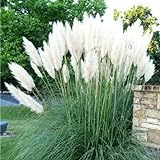4 White Pampas Grass Plugs , Mature Plants Ornamental Grasses Perennial Sale Photo, bestseller 2024-2023 new, best price $61.00 review