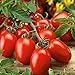 Foto Semilla de fruta fresca con 80pcs / bolsa Semilla de tomate rara Intolerante frío Fruta jugosa Nutritiva Semilla de tomate rara para plantar Garden Yard Home Landscaping nuevo éxito de ventas 2024-2023