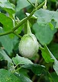 Seedeo® Thai-Aubergine Solanum virginianum 20 Samen Foto, Bestseller 2024-2023 neu, bester Preis 3,90 € Rezension