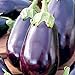 Photo 25 Graines d'Aubergine Black Beauty - légume jardin potager - méthode BIO nouveau best-seller 2024-2023
