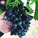 Foto 50pcs/bag Seltene Finger Traubenkerne, erweitert Fruchtsamen, 3 Natürliches Wachstum Trauben Köstliche Bonsai Topfpflanzen für Hausgarten neu Bestseller 2024-2023