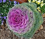NIKA SEEDS - Vegetable Flowering Kale Mix (Ornamental Cabbage) Fringed - 50-100 Seeds Photo, bestseller 2024-2023 new, best price $8.95 review