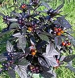 Black Pearl Hot Pepper Plant - Ornamental/Edible - Hottest Pearl Pepper-2.5