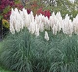 Outsidepride White Ornamental Pampas Grass Plant Seeds - 1000 Seeds Photo, bestseller 2024-2023 new, best price $6.49 review