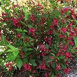 Two- #1 Gallon Potted Red Prince Weigela Shrubs Plants Photo, bestseller 2024-2023 new, best price $55.00 review