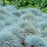 200 Seeds of Ornamental Grass Séẹd - Fescue Elijah Blue Séẹds - 200 Séẹds Photo, bestseller 2024-2023 new, best price $14.99 review