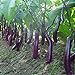 Photo 100pcs graines d'aubergine blanc long fruits asiatiques et graines végétales plante taux élevé de germination pour plantes à domicile et jardin facile à cultiver 2 nouveau best-seller 2024-2023