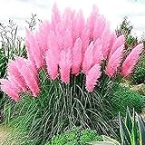 Giant Pink Pampas Grass Seeds - 500 Seeds - Ships from Iowa, Made in USA - Ornamental Landscape Grass or Privacy Plant Photo, bestseller 2024-2023 new, best price $8.98 ($0.01 / Count) review