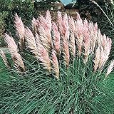 Outsidepride Pink Pampas Ornamental Grass Plant Seeds - 1000 Seeds Photo, bestseller 2024-2023 new, best price $6.49 review