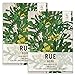 Photo Seed Needs, Rue Herb (Ruta graveolens) Twin Pack of 200 Seeds Each Non-GMO new bestseller 2024-2023