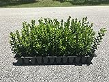 Wintergem Korean Boxwood - 20 Live Plants - Fast Growing Cold Hardy Evergreen Shrub Photo, bestseller 2024-2023 new, best price $84.98 review
