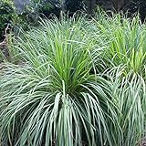Outsidepride Lemon Grass Plant Seeds - 1000 Seeds Photo, bestseller 2024-2023 new, best price $6.49 review