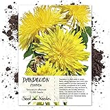 Seed Needs, Dandelion Herb (Taraxacum officinale) Bulk Package of 10,000 Seeds Non-GMO Photo, bestseller 2024-2023 new, best price $9.99 ($0.00 / Count) review