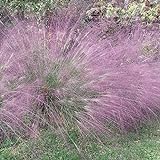 Outsidepride Love Grass Purple - 1000 Seeds Photo, bestseller 2024-2023 new, best price $9.99 review