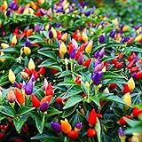 CEMEHA SEEDS - Indoor Masquerade Ornamental Pepper Mix for Pots Non GMO Vegetable for Planting Photo, bestseller 2024-2023 new, best price $6.95 ($0.14 / Count) review