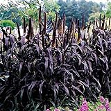 Park Seed Purple Majesty Hybrid Ornamental Millet Seeds Photo, bestseller 2024-2023 new, best price $9.95 review