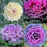 KETERE Colorful Japanese Ornamental Cabbage Osaka Mix Seeds for Planting Around 100 Pcs Seeds Photo, bestseller 2024-2023 new, best price $12.65 ($0.13 / Count) review
