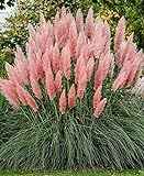Ecowus Pink Pampas Grass Cortaderia Selloana Rosea Ornamental Flower - 200 Seeds Photo, bestseller 2024-2023 new, best price $10.92 ($0.05 / Count) review