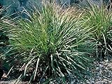 Gamma Grass -50 Seeds(Tripsacum dactyloides) Warm-Season Perennial ~Ornamental ! Photo, bestseller 2024-2023 new, best price $2.99 review