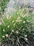 Perennial Farm Marketplace Pennisetum alop. 'Little Bunny' (Fountain) Ornamental Grass, Size-#1 Container, Green Leaves Photo, bestseller 2024-2023 new, best price $12.26 review