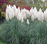 Giant White Pampas Grass Seeds - 500 Seeds - Ships from Iowa, Made in USA - Ornamental Landscape Grass or Privacy Plant Photo, bestseller 2024-2023 new, best price $8.96 ($0.01 / Count) review