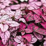 Hypoestes Decorative House Plant Seeds - Splash Select Series - Mixture - 500 Seeds - Annual Ornamental Plant Seed Photo, bestseller 2024-2023 new, best price $17.67 review