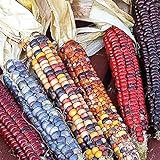 Indian Ornamental, 50 Count Corn Seeds- 