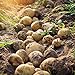 Photo 5pcs Graines de pommes de terre Haute taux de germination facile à croître à croissance rapide de la croissance rapide à manipuler le jardin Sweet and nutritieux savoureux végétal bonsaï p Gra nouveau best-seller 2024-2023