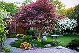 Japanese Red Maple Tree (1-2 feet Tall) Live Tree Photo, bestseller 2024-2023 new, best price $19.97 review