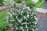 Miss Kim Korean Lilac Bush - Purple Flowering Shrub - Live Plants Shipped 1 to 2 feet Tall by DAS Farms (No California) Photo, bestseller 2024-2023 new, best price $33.95 review
