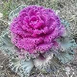 Seeds4planting - Seeds Flowering Kale Fringed Ornamental Cabbage Mix Photo, bestseller 2024-2023 new, best price $6.94 review