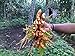 Photo Turmeric (rhizome) Grow Your own ,Grow Indoors or Outdoors new bestseller 2024-2023