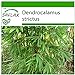 Foto SAFLAX - Bambú de Calcuta - 50 semillas - Con sustrato estéril para cultivo - Dendrocalamus strictus nuevo éxito de ventas 2024-2023