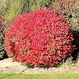 Pixies Gardens Burning Bush Plant Live Shrub | Blue-Green Colored Leaves | Summer Turns Into Fiery Red Autumn Landscape (1 Gallon Bare-Root) Photo, bestseller 2024-2023 new, best price $36.99 review