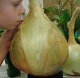 NUOVI 50 semi - semi di cipolla gigante. Ailsa Craig scozzese cimelio un seme onion.Vegetable enorme. Spedizione gratuita foto, bestseller 2024-2023 nuovo, miglior prezzo EUR 10,97 recensione