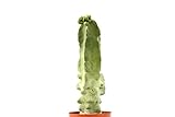 PIANTE GRASSE VERE RARE Lophocereus Schotti V.Maior Mostruoso in vaso coltivazione 16cm Produzione viggiano Cactus Succulente foto, bestseller 2024-2023 nuovo, miglior prezzo EUR 100,00 recensione